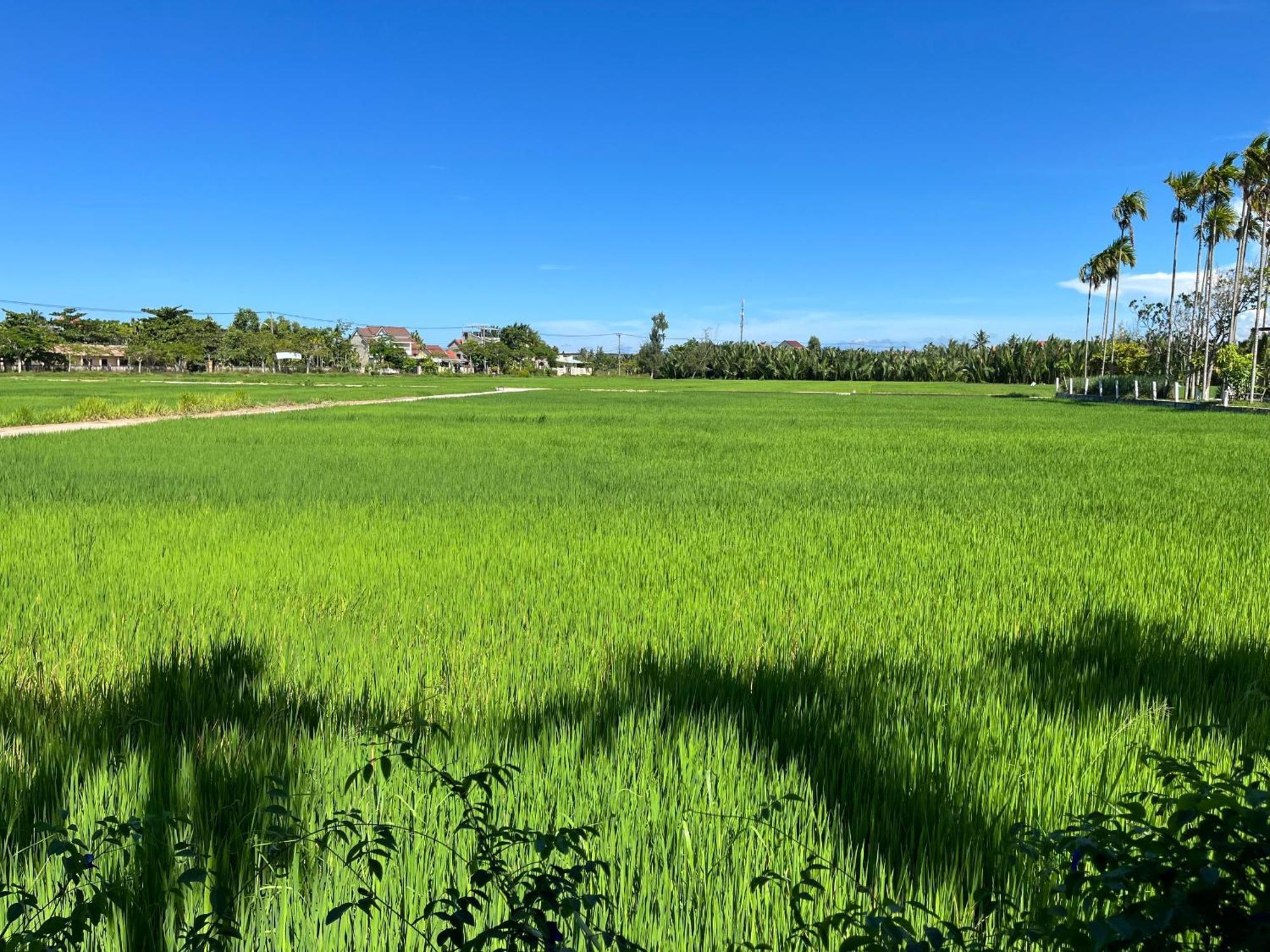 Chez Mimosa Hoi An - Rice Field - New Address Dx18, Thanh Nhut, Cam Thanh Exterior foto